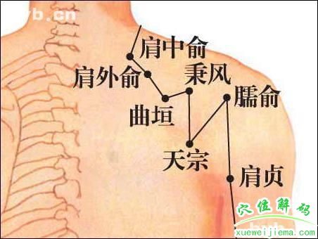 肩外俞穴在什么位置?有什么作用?