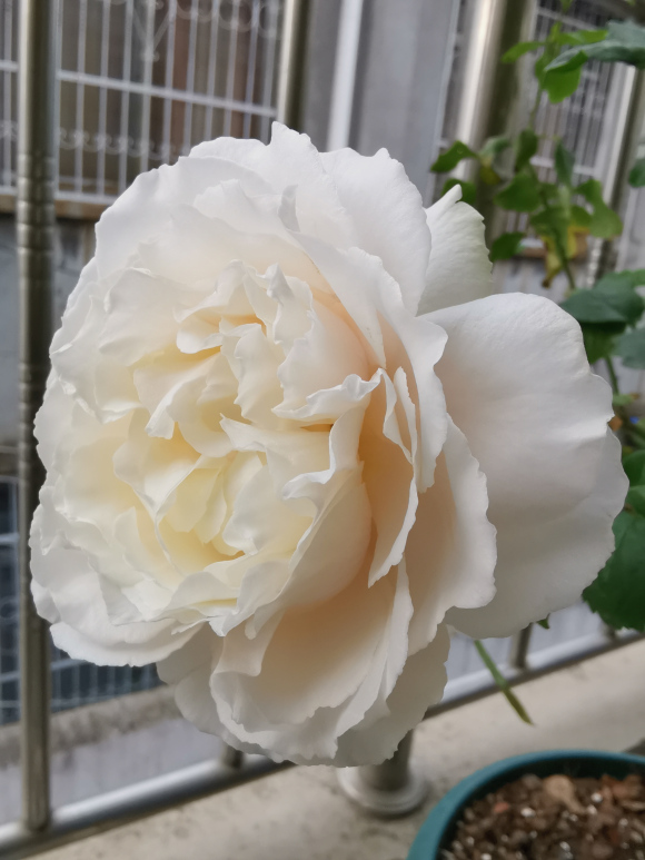 嫁接白雪公主 玫瑰香味很好闻 和紫枝玫瑰一个味道