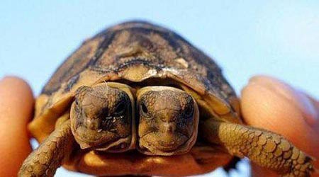 探秘动物世界中的"连体婴儿":双头鳖 双脸猫 连体鳄鱼