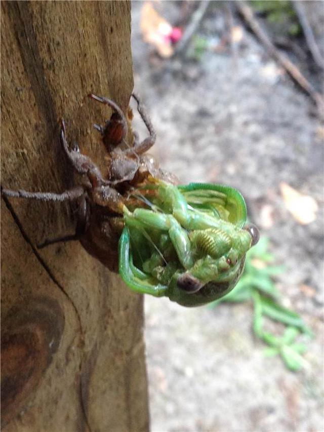 罕见实拍金蝉脱壳全过程,翠绿色的蝉美呆了!
