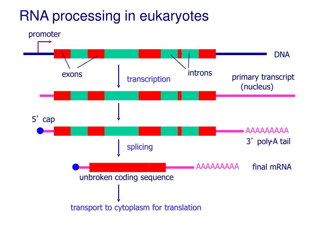 信使RNA(mRNA) - 搜狗科学百科
