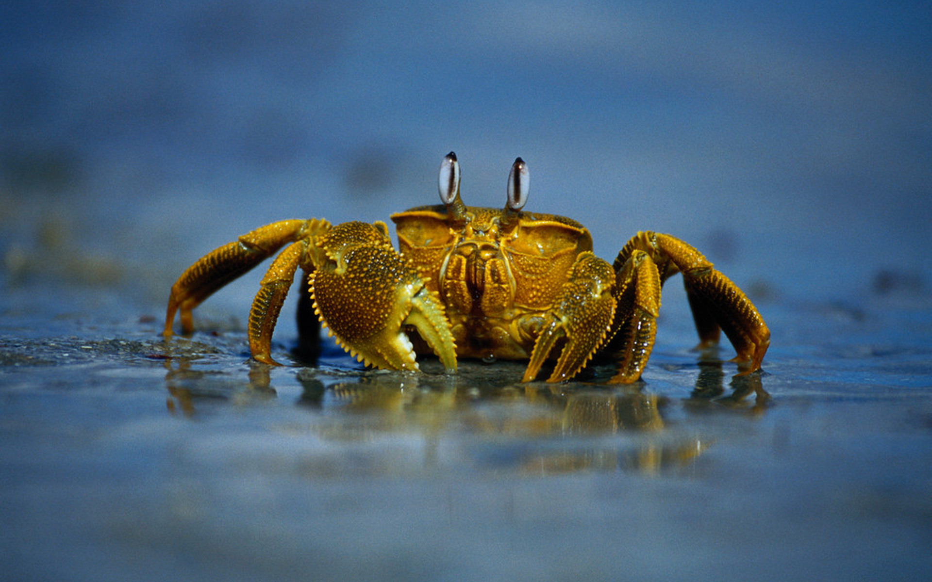 螃蟹和虾不能和什么一起吃（螃蟹和虾饮食禁忌）