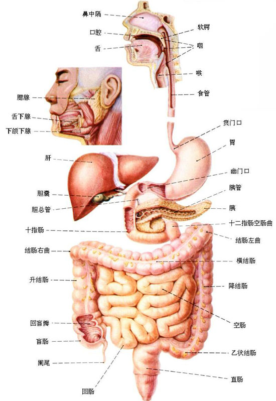 人体八大系统 搜狗科学百科