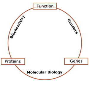 分子生物学 搜狗科学百科