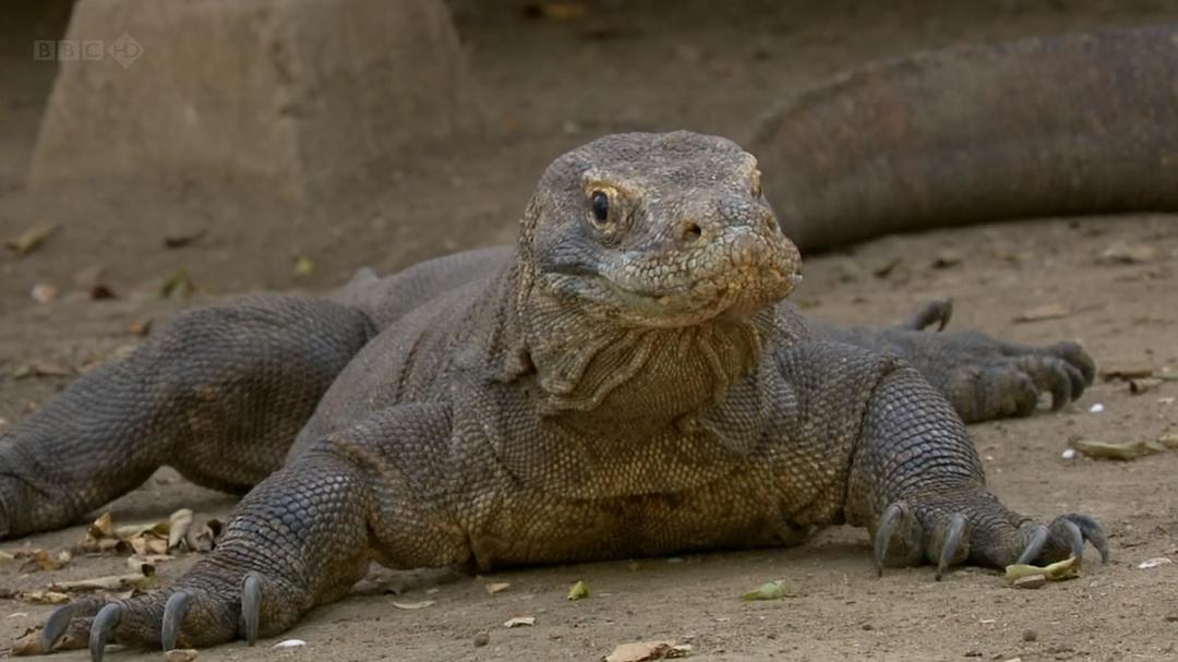 科莫多巨蜥死亡图片