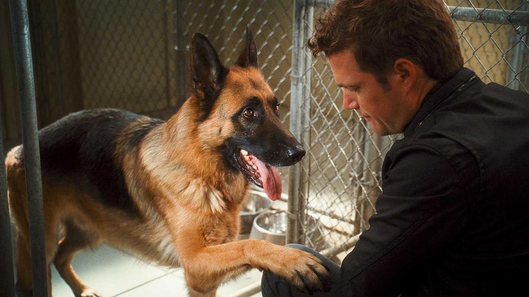 猫狗大战2珍珠猫复仇