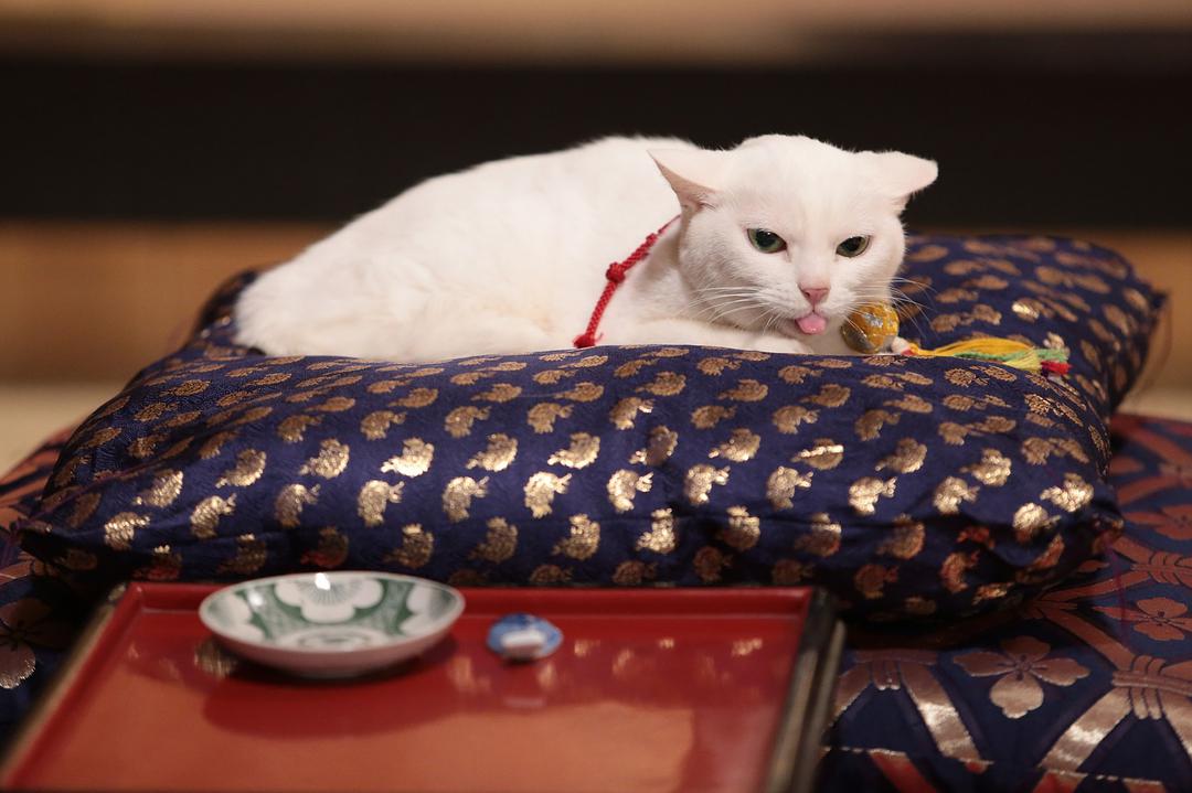 猫侍:玉之丞进军江户