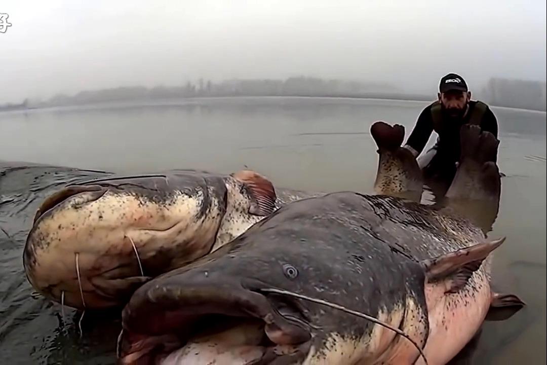 Сом на водохранилище. Сом людоед в Ростове на Дону 1993. Европейский сом людоед.