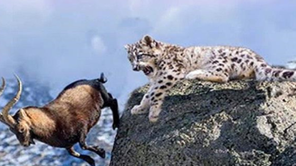 снежный барс на охоте. снежный барс на охоте. как охотятся снежные барсы. снежный леопард алтай. снежный барс охотится.