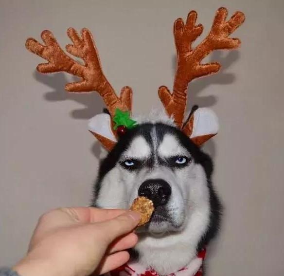 主人放在狗面前一盒"披萨",打开后,狗狗笑容逐渐凝固