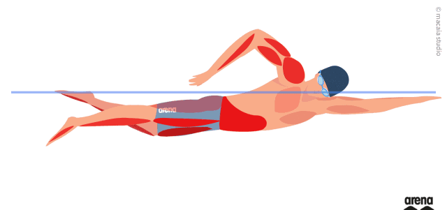 自由泳锻炼的肌肉图片