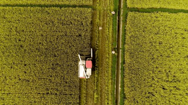 当年爆红明星广东种有机大米19年63岁成土豪计划开6000家门店