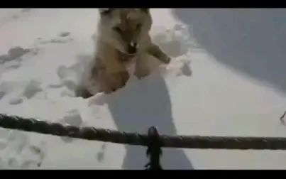 犬是指事字吗 搜狗搜索