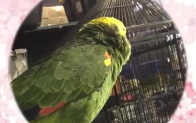 Hello的正确发音 搜狗搜索