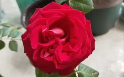 茶花女月季 搜狗搜索