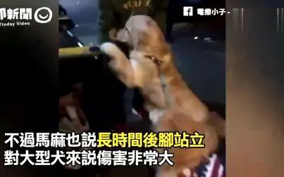 爱犬成痴 高清电影 完整版在线观看