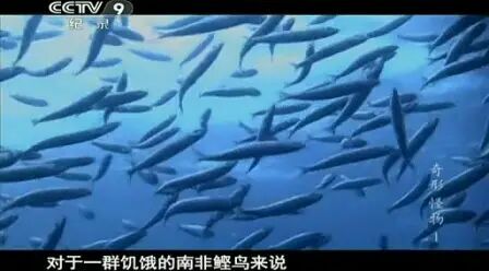 奇形怪物第一季》全集-电视剧-免费在线观看
