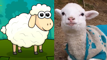 羊的叫声英语 搜狗搜索