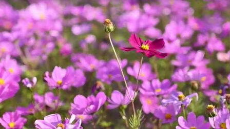 花海这首歌是失恋了吗 搜狗搜索