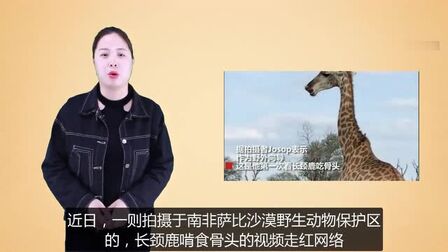 鹿是肉食动物吗 搜狗搜索