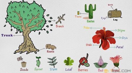 植物各部位的作用的英文 搜狗搜索