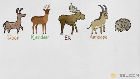 动物园的英语怎么说 搜狗搜索