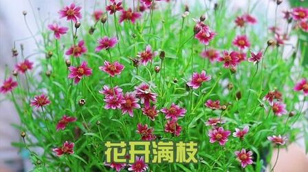 枝繁叶茂是什么意思呀 搜狗搜索