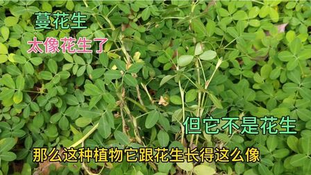 花生是植物的哪部分 搜狗搜索