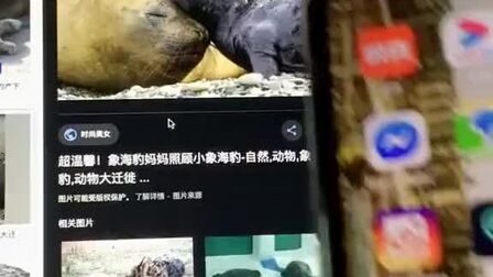 海豹英语怎么说读 搜狗搜索
