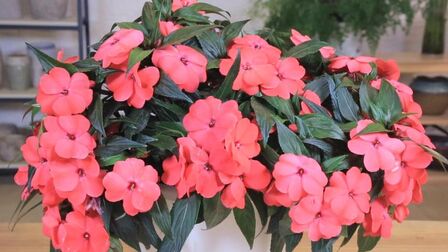 鳳仙花 高清电影 完整版在线观看