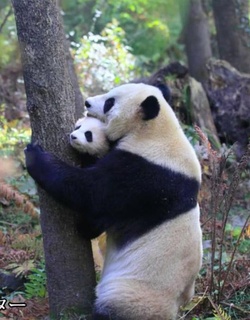 熊猫回归山林 野放全记录