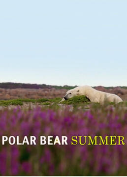北极熊之夏