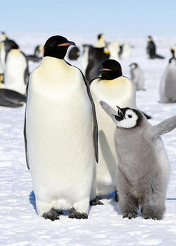 企鹅的生活剧照