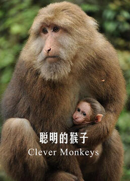 聪明的猴子剧照