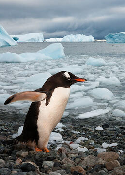 2014极之美南极经典之旅侧记剧照