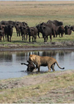 野生动物危险之旅水牛大战狮子剧照