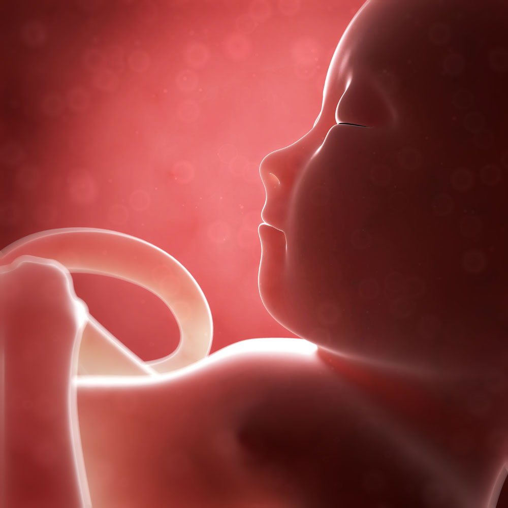怀孕五个月胎儿图片 怀孕五个月胎儿图