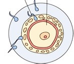 胎儿一个月发育过程图 胎儿发育过程图（1个月)