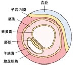 胎儿一个月发育过程图 胎儿发育过程图（1个月)