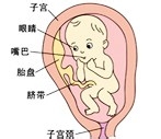 七个月胎儿发育过程图 第7个月 胎儿发育过程图