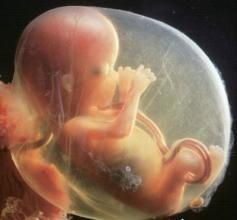 六个月的胎儿可以打掉吗 怀孕六个月能打掉吗