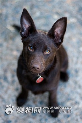 澳大利亚卡尔比犬日常饲养及护理