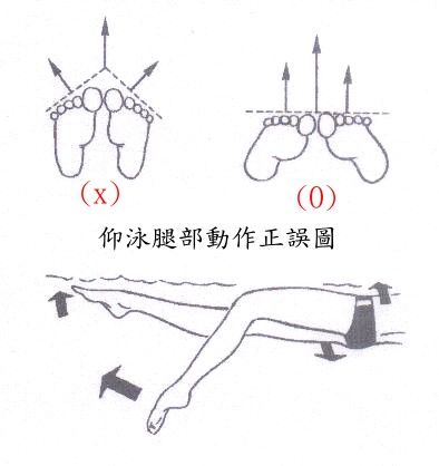 怎样训练仰泳的腿部动作