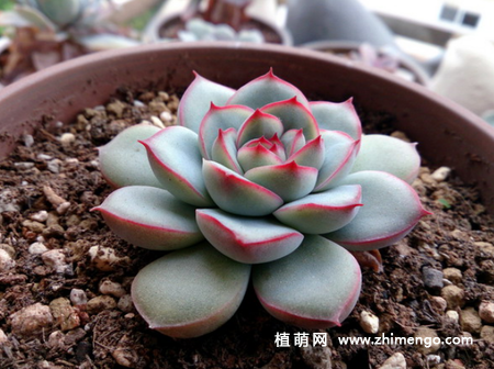 花月夜多肉植物图片 搜狗指南