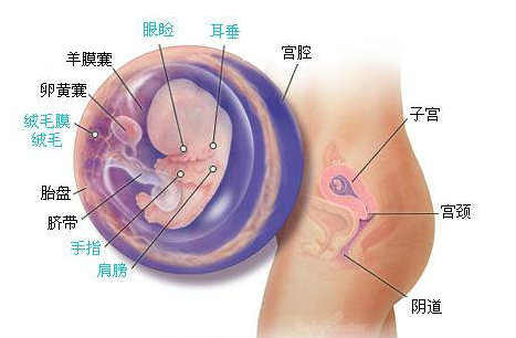 怀孕初期的症状和反应 怀孕初期症状，怀孕征兆，怀孕反应