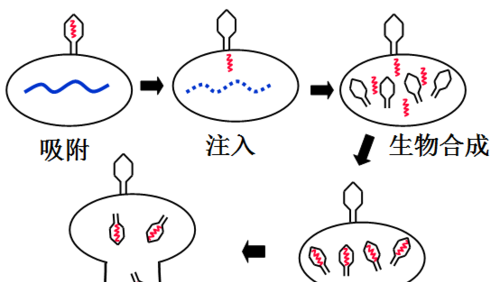 而噬菌体增殖过程中用到的原料脱氧核苷酸