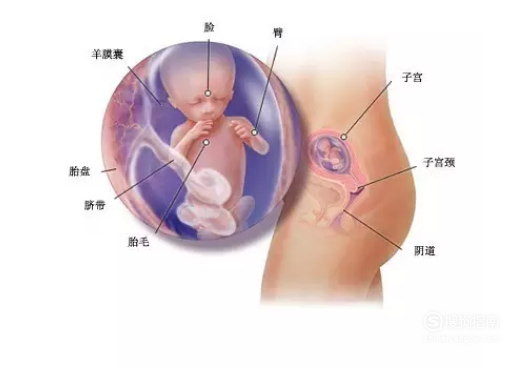 怀孕六个月胎儿图片 怀孕六个月胎儿图