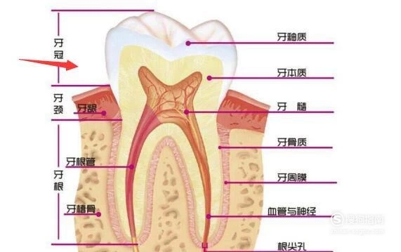 牙齿的结构(图解)