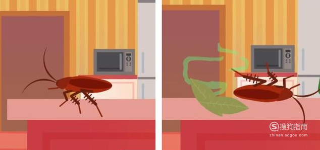 家庭灭蟑螂最好方法 怎样最有效
