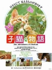 小猫的故事